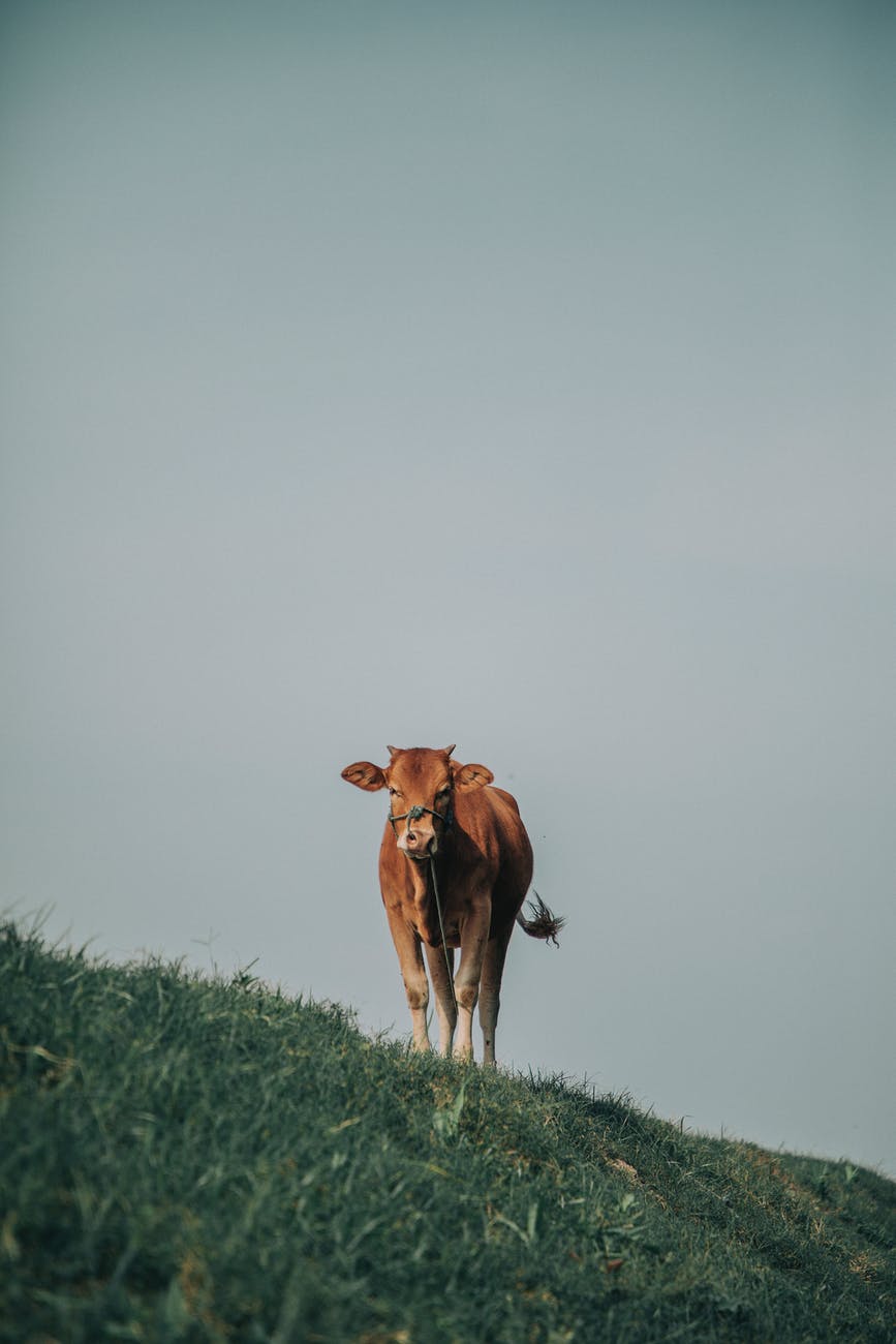 landscape countryside fog agriculture